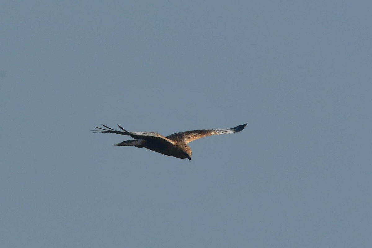 Western Marsh Harrier - ML407484101