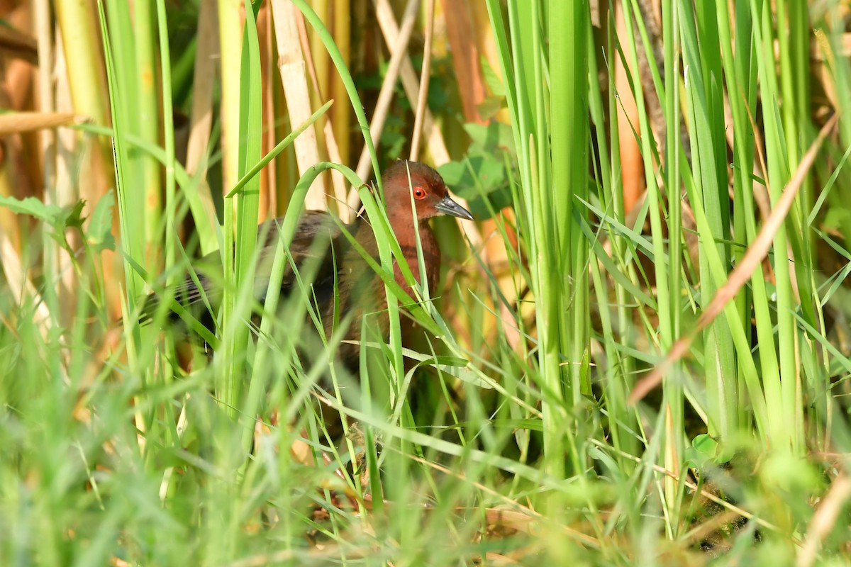 Ruddy-breasted Crake - Sriram Reddy