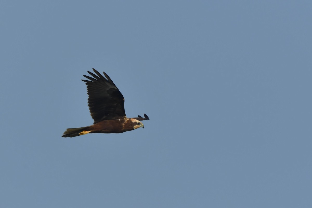 Western Marsh Harrier - ML407484411