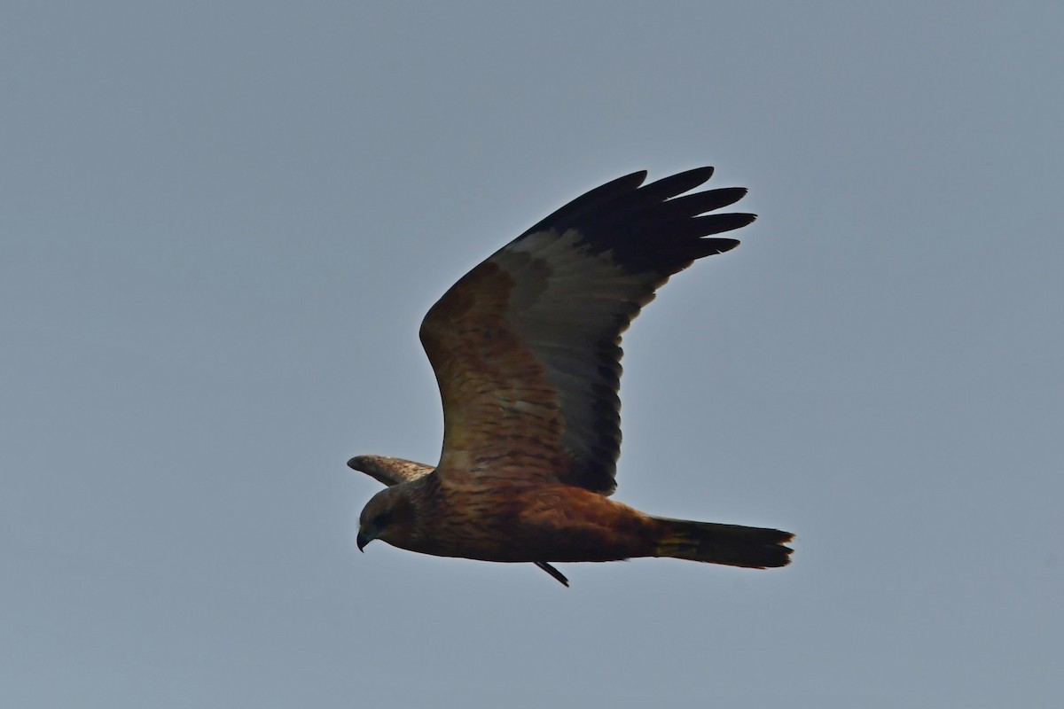 Western Marsh Harrier - Sriram Reddy