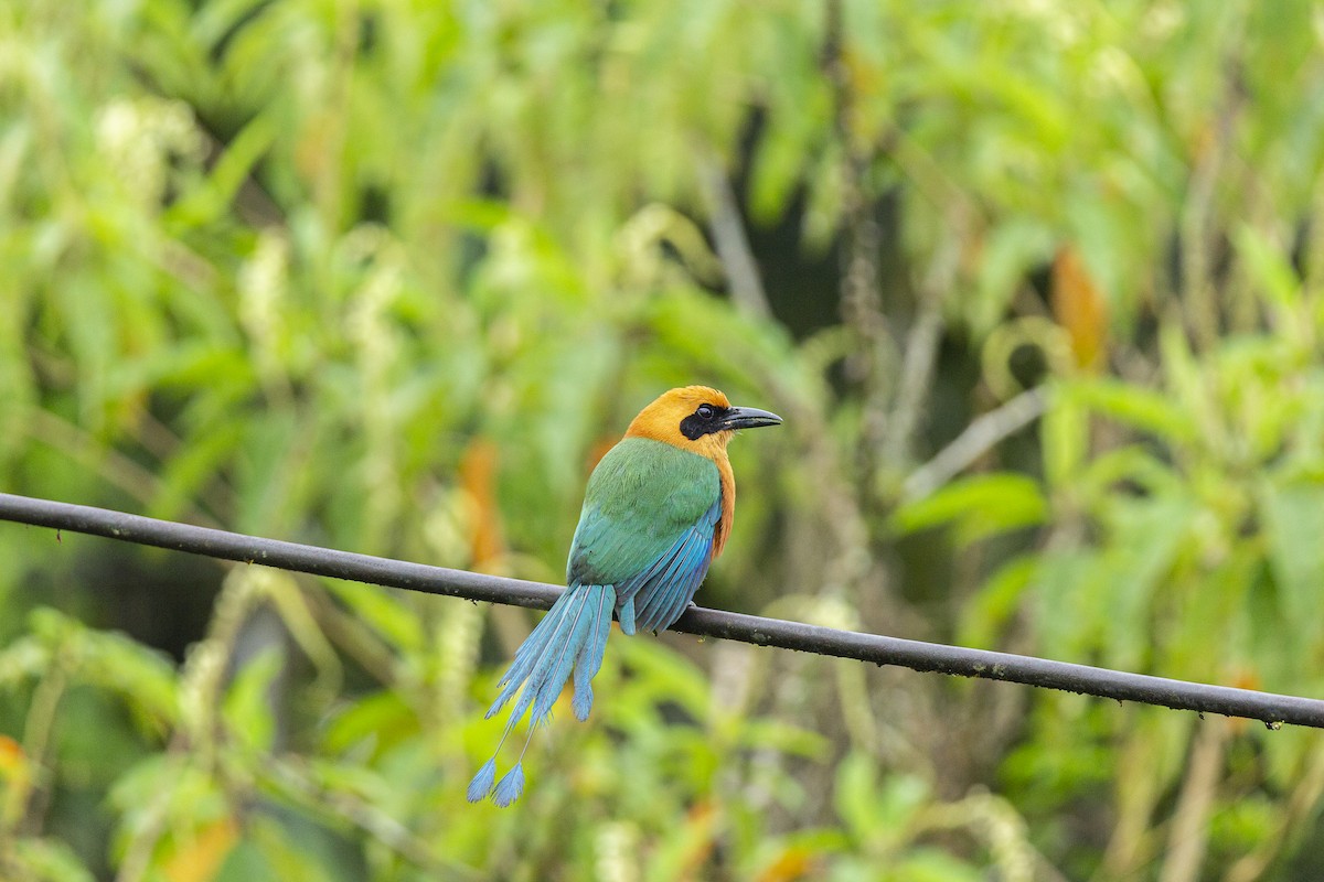 Broad-billed Motmot - ML407484611