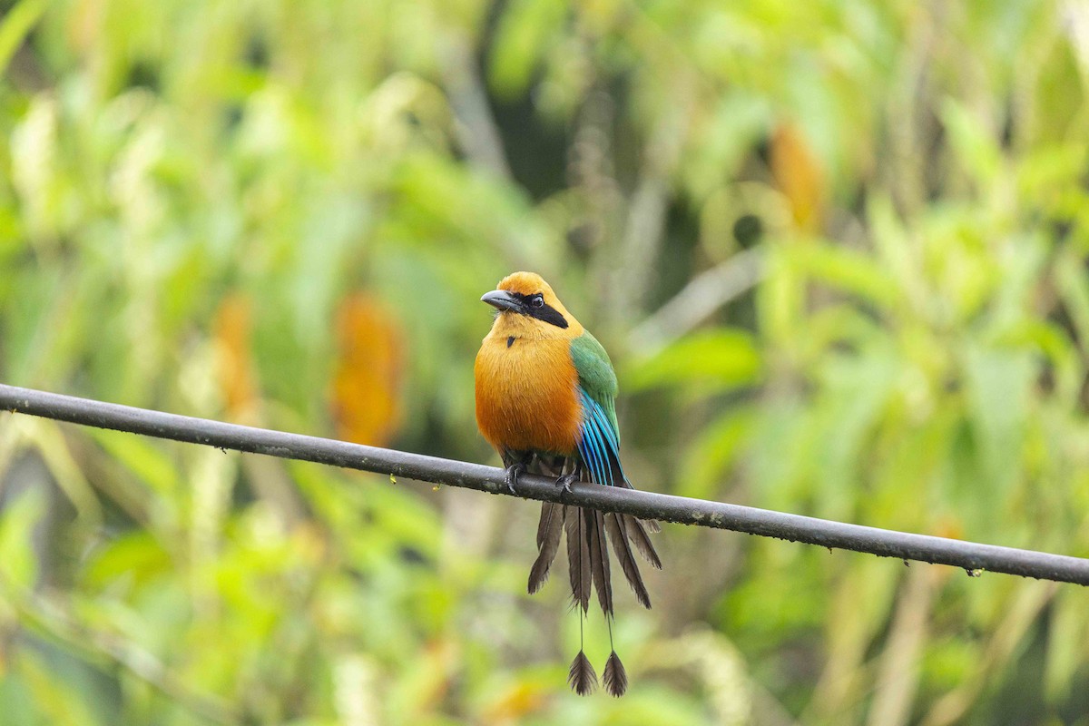 Broad-billed Motmot - ML407484641