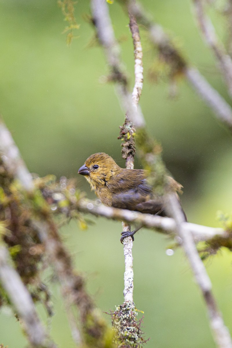 Variable Seedeater (Variable) - ML407485201