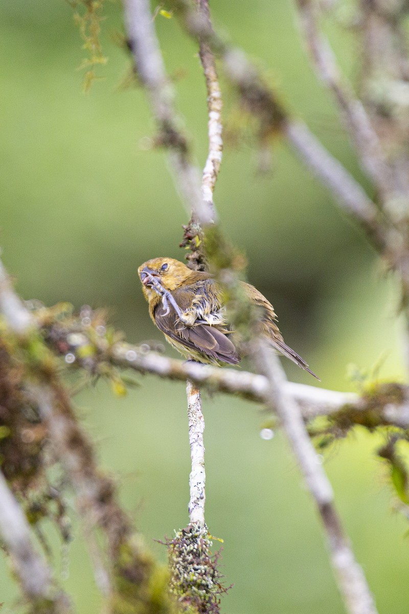 Variable Seedeater (Variable) - ML407485211