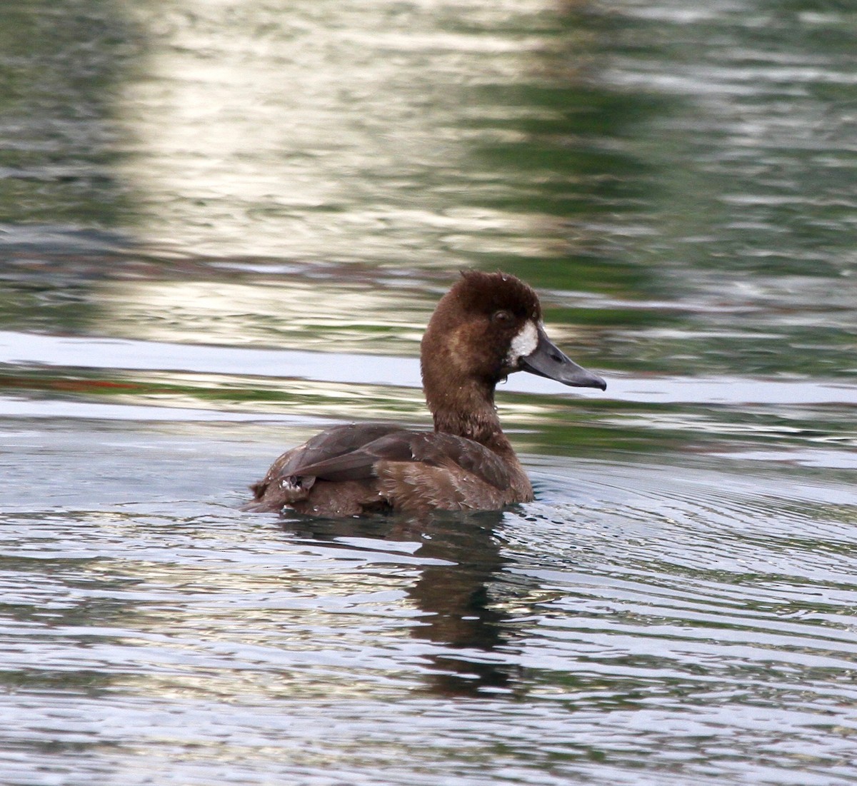 Lesser Scaup - ML40748581