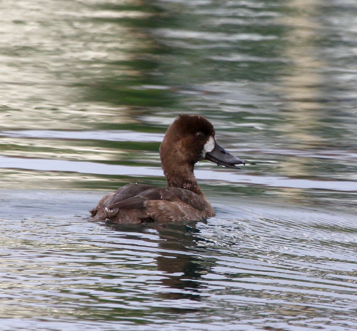 Lesser Scaup - ML40748591