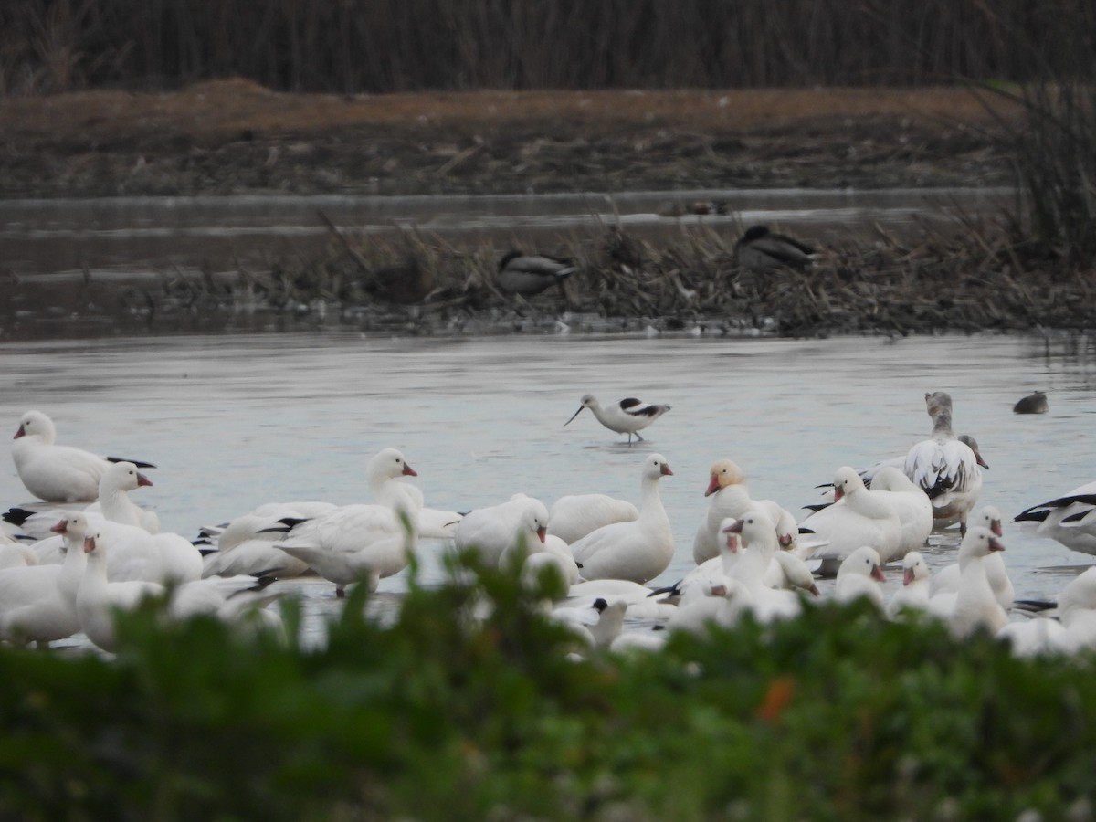 American Avocet - ML407489421