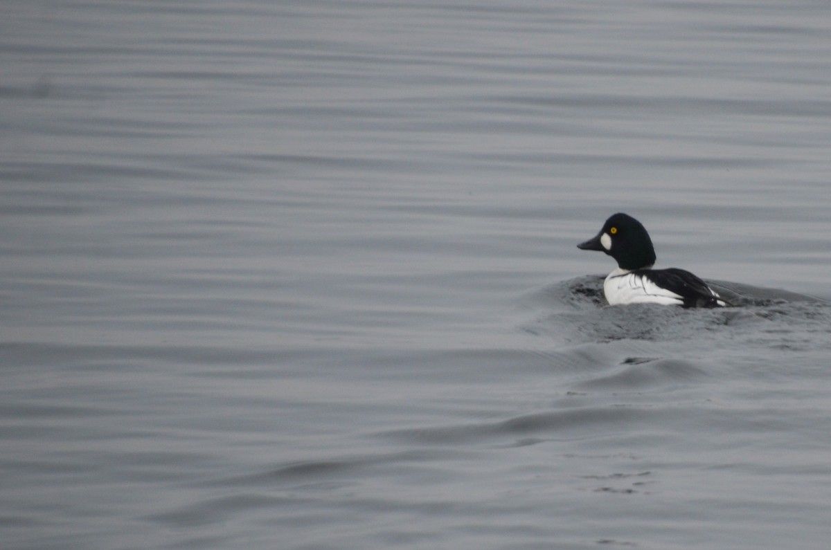 Common Goldeneye - ML407490631