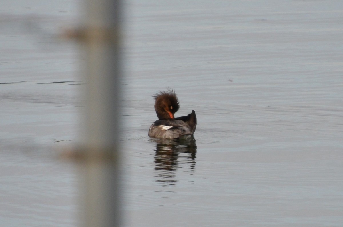 Red-breasted Merganser - ML407490961