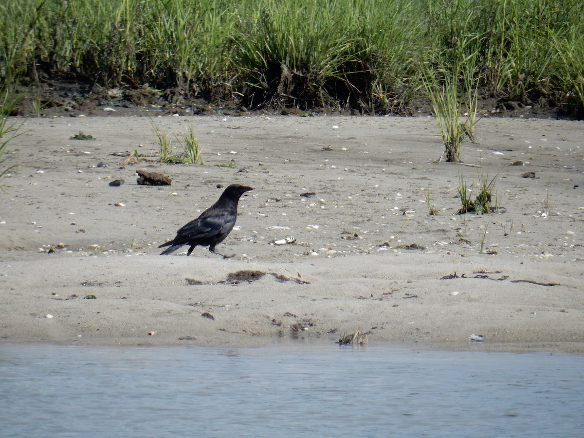 Fish Crow - ML40749191