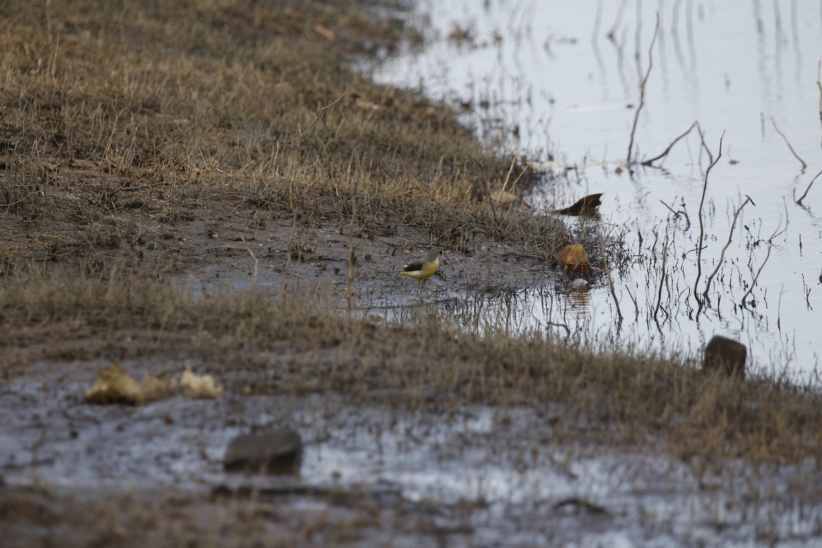 Gray Wagtail - ML407491941