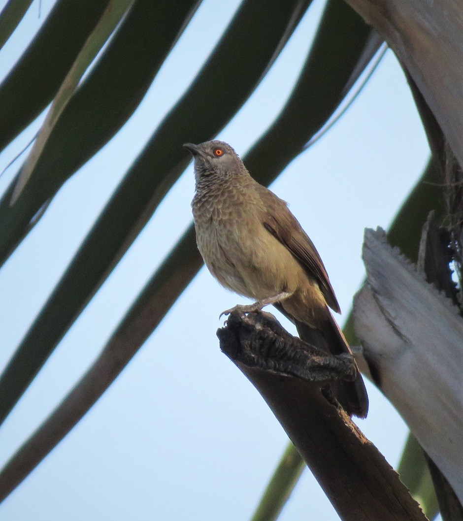 Brown Babbler - ML407492661