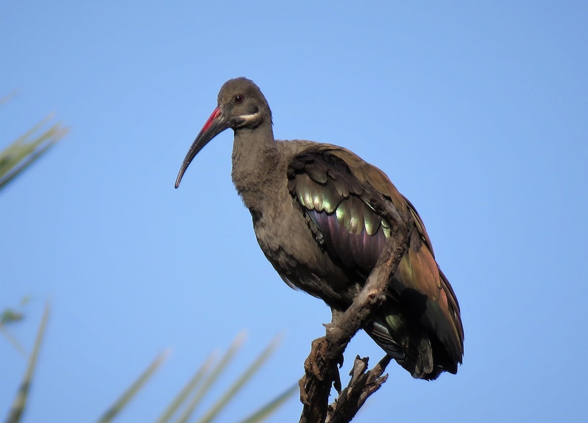 ibis hagedaš - ML407492691