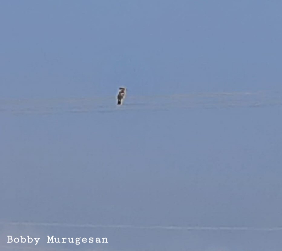 Eurasian Hoopoe - ML407495451