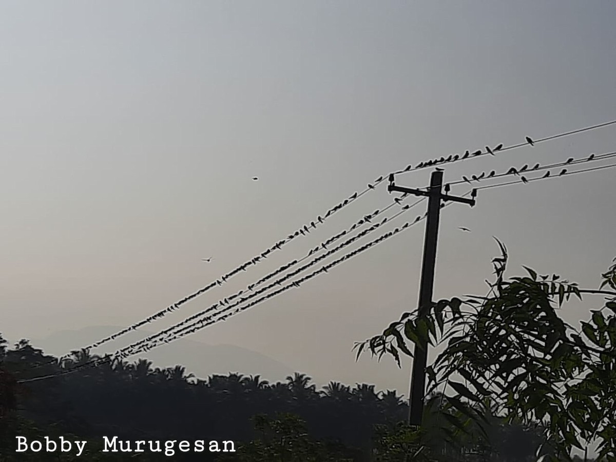 Barn Swallow - ML407495481