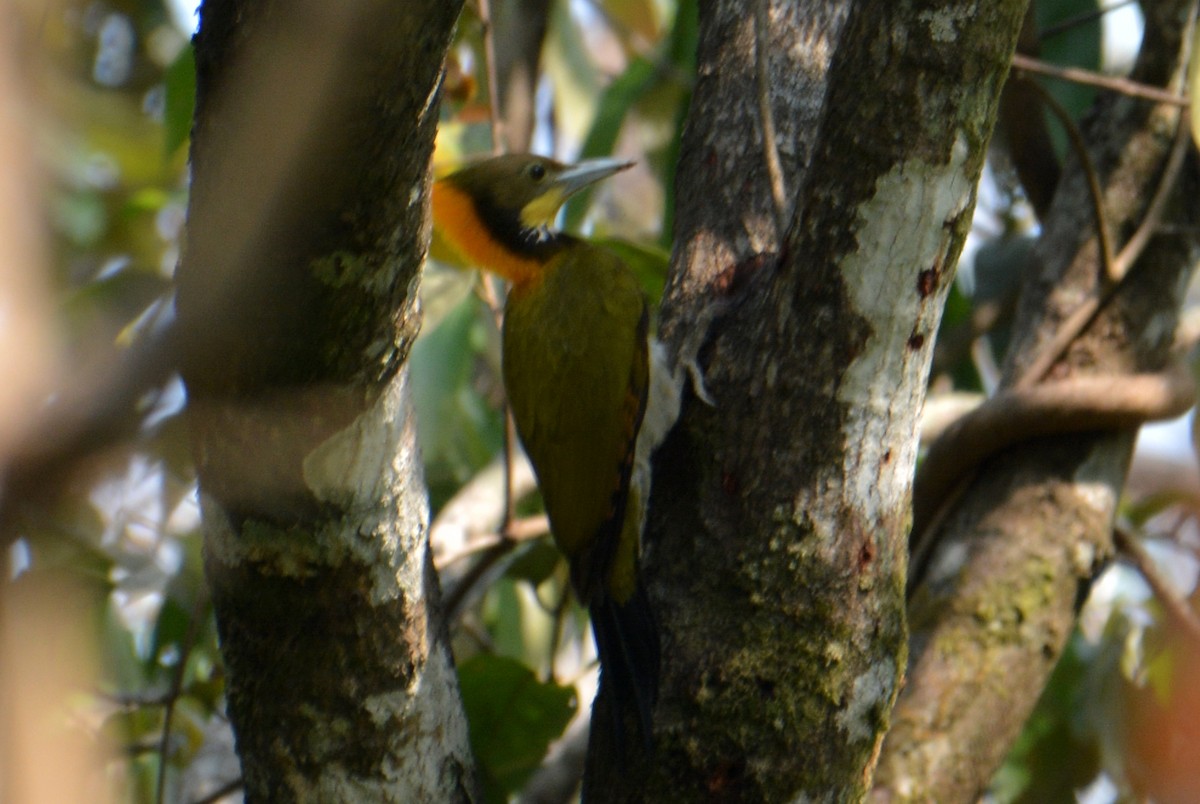 Lesser/Greater Yellownape - ML407495791