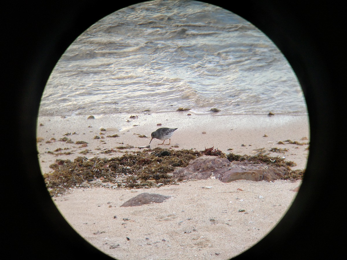 Purple Sandpiper - ML407496051