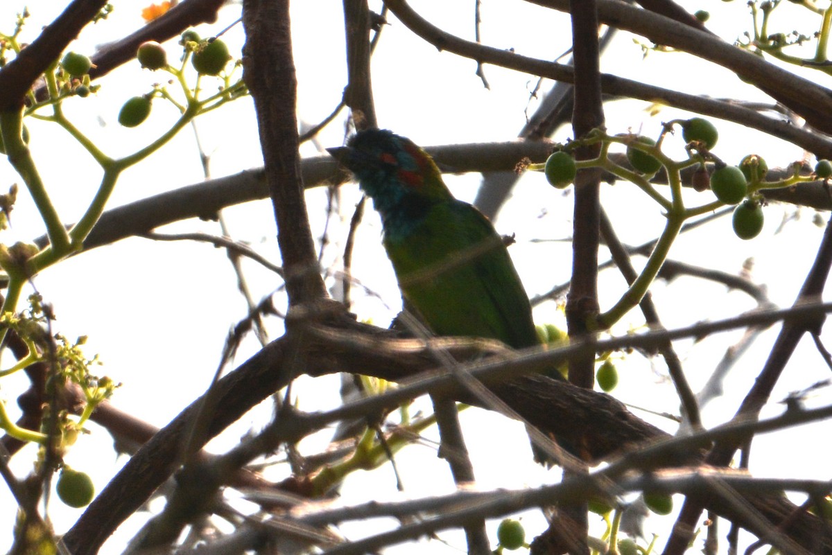Blue-eared Barbet - ML407496571