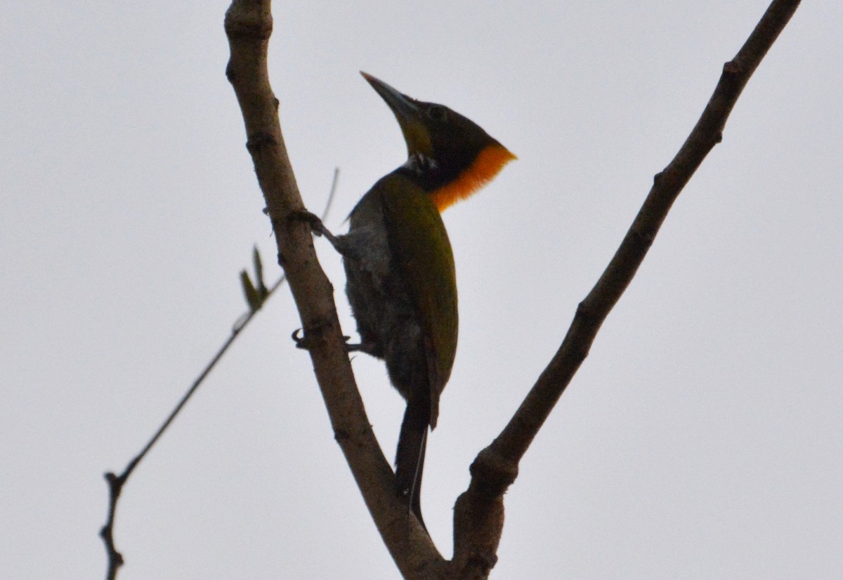 Lesser/Greater Yellownape - ML407496581