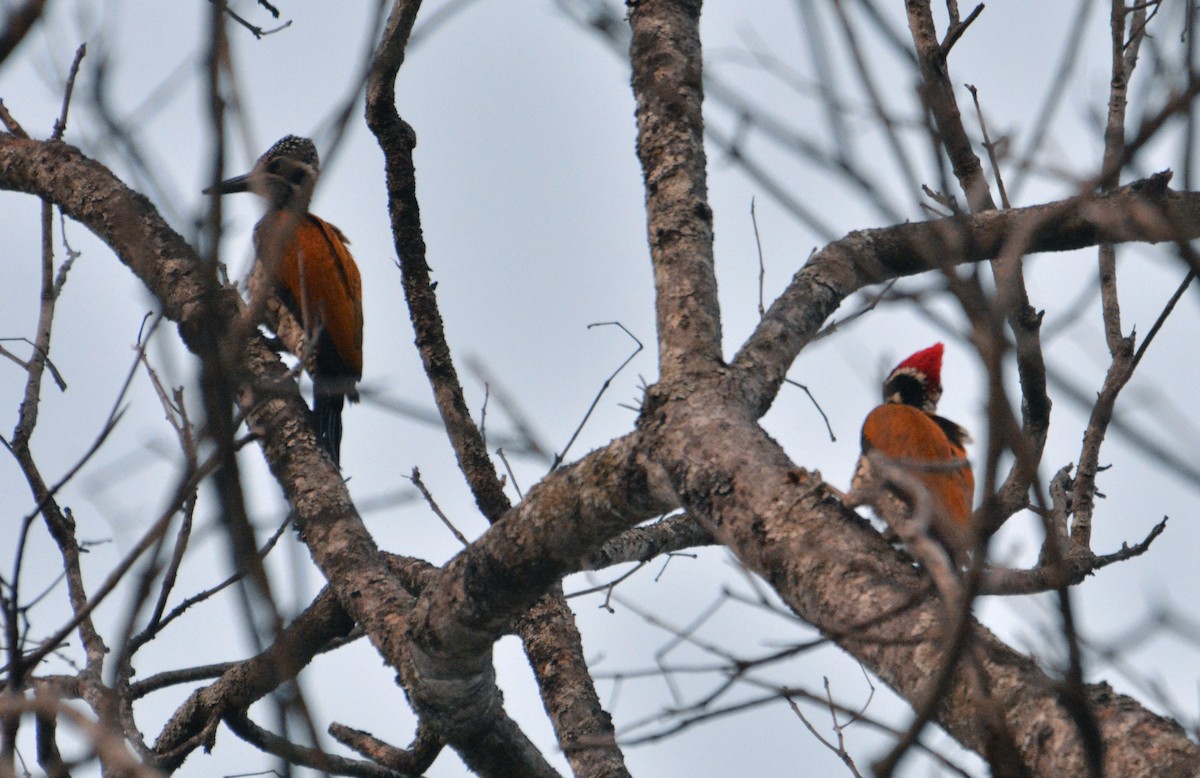 Greater Flameback - ML407496591