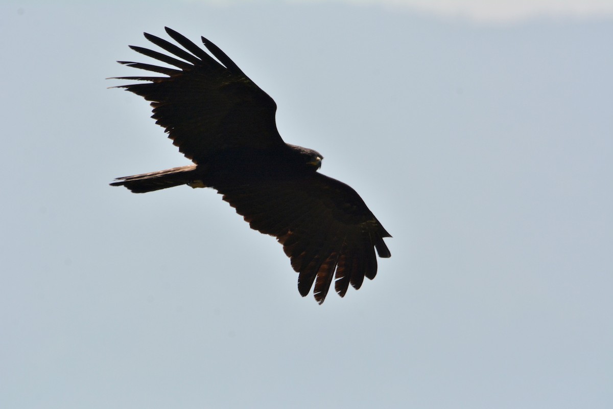 Black Eagle - ML407496601