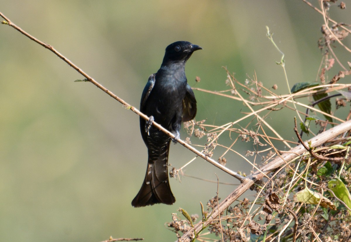 Square-tailed Drongo-Cuckoo - ML407496611