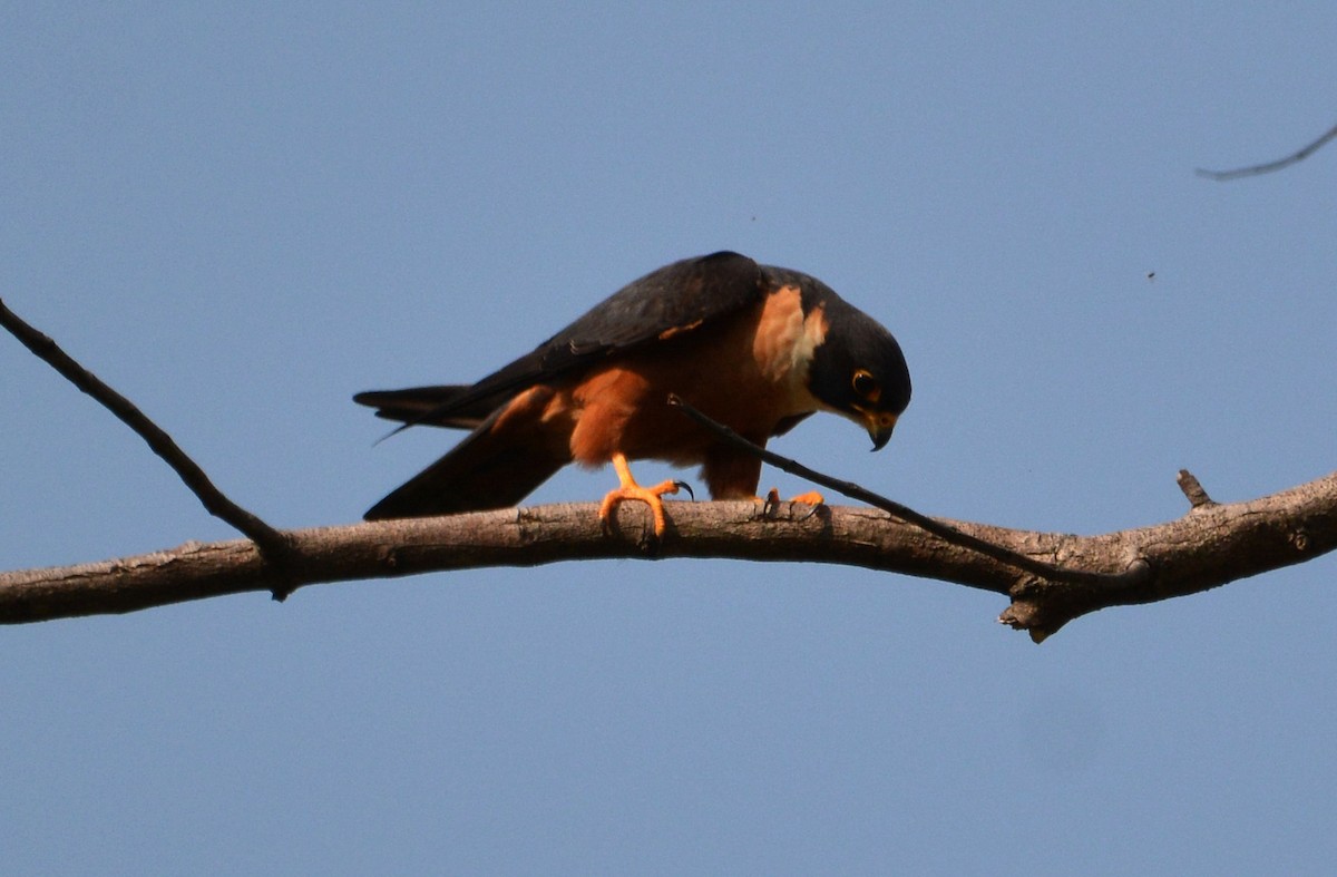 Oriental Hobby - ML407496621