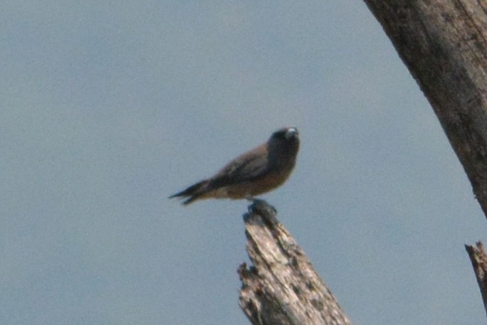 Ashy Woodswallow - ML407496631