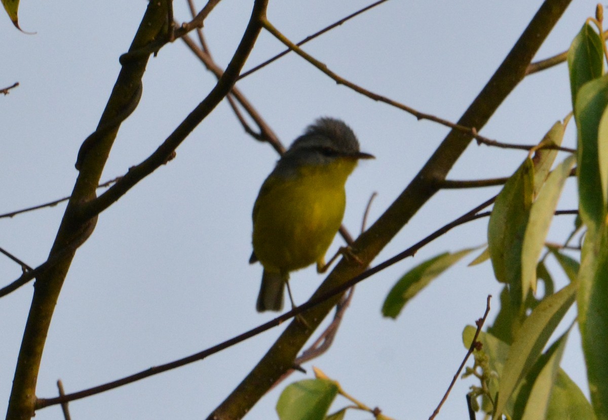 Gray-hooded Warbler - ML407496641