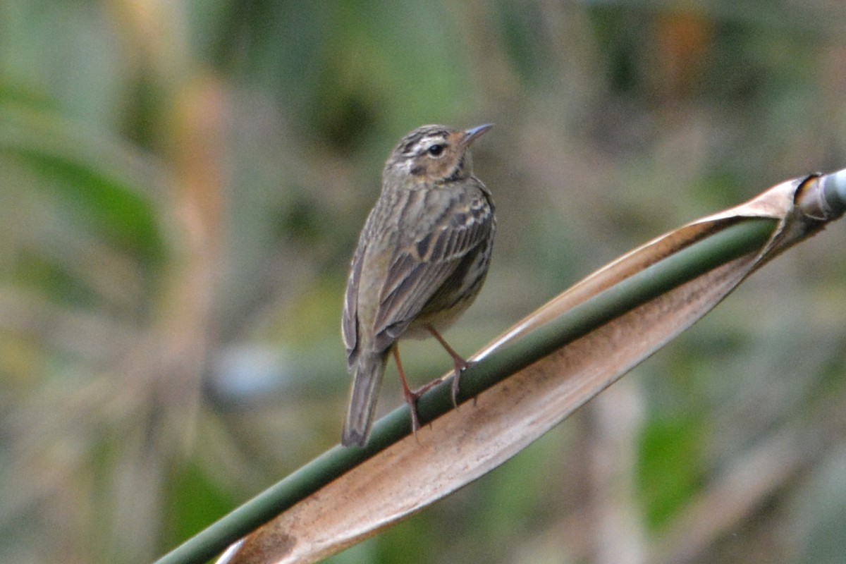 Olive-backed Pipit - ML407496651