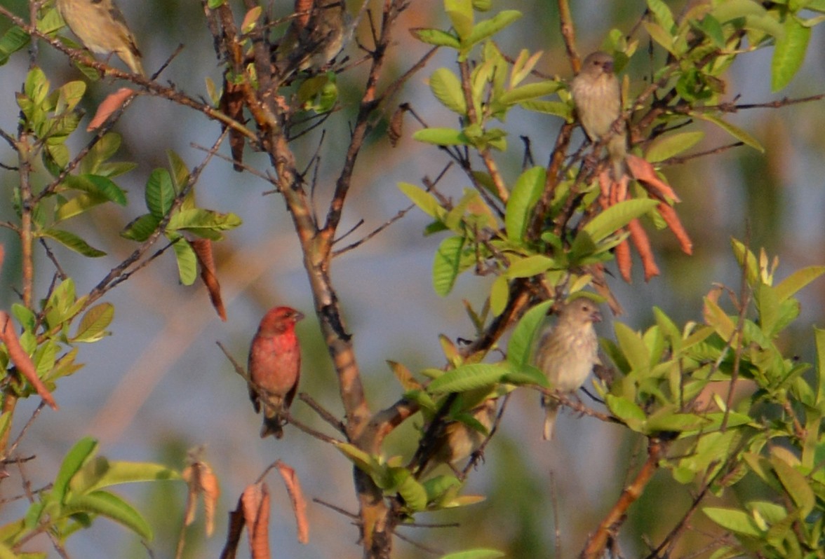 Common Rosefinch - ML407496671