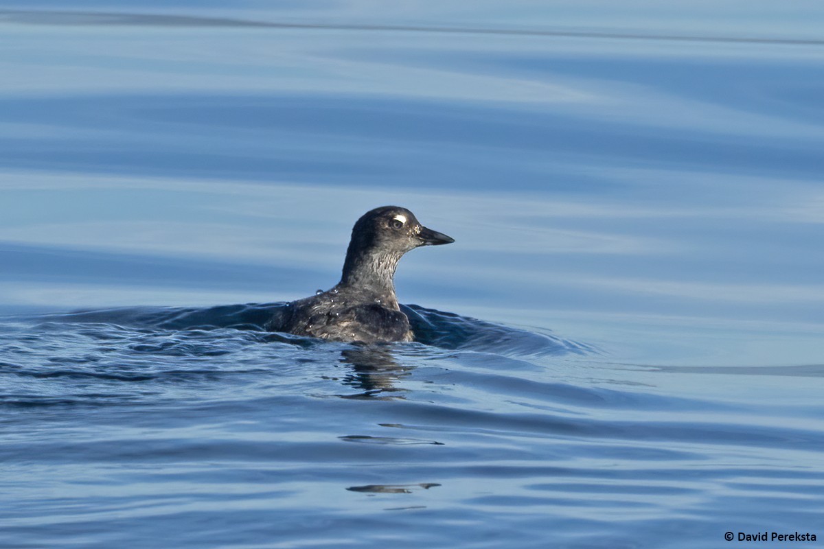 Cassin's Auklet - David Pereksta