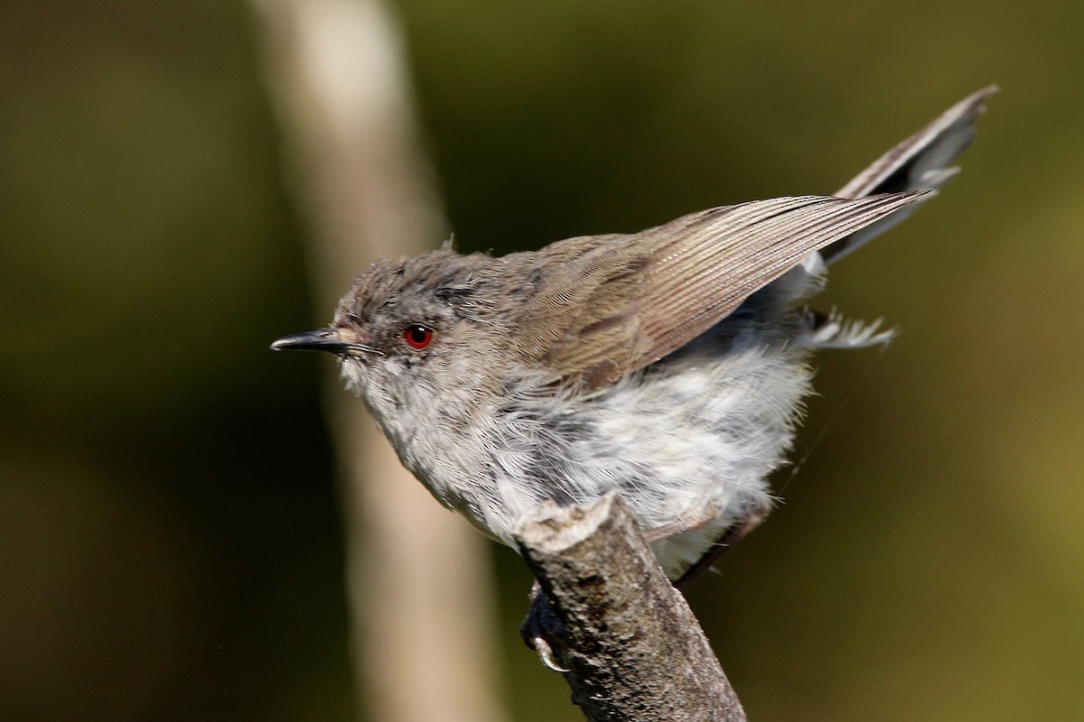 Gray Gerygone - ML407500211