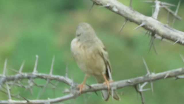 Bruant à cou gris - ML407500321