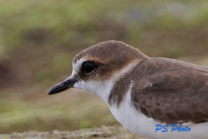 Javan Plover - ML407500991