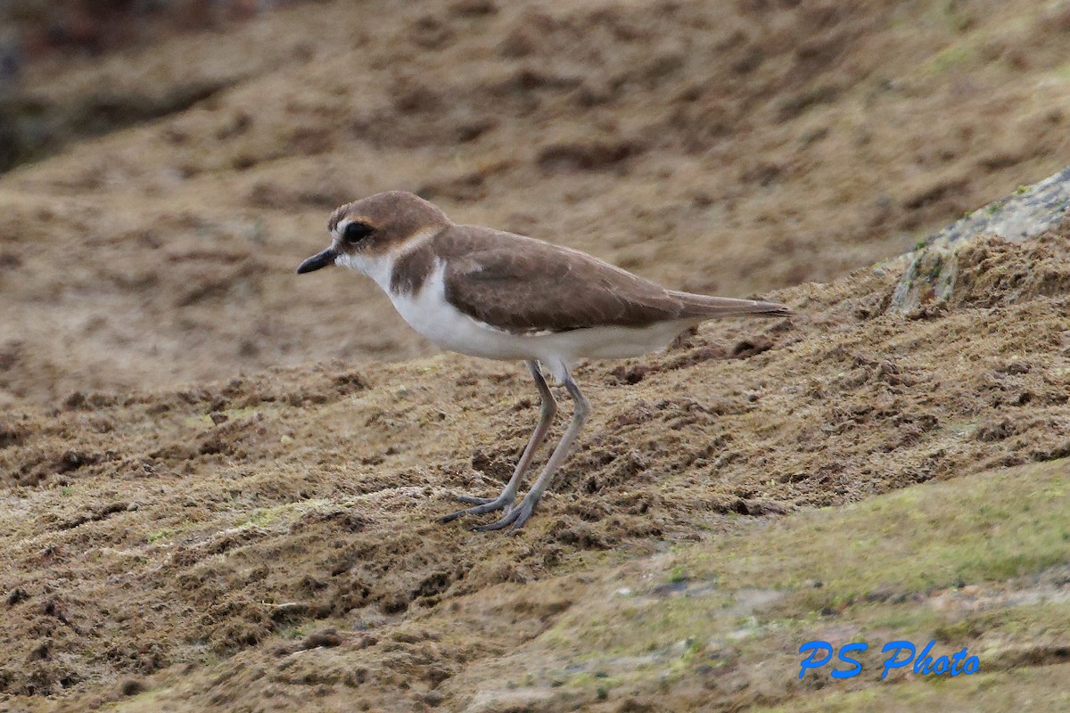 Javan Plover - ML407501011