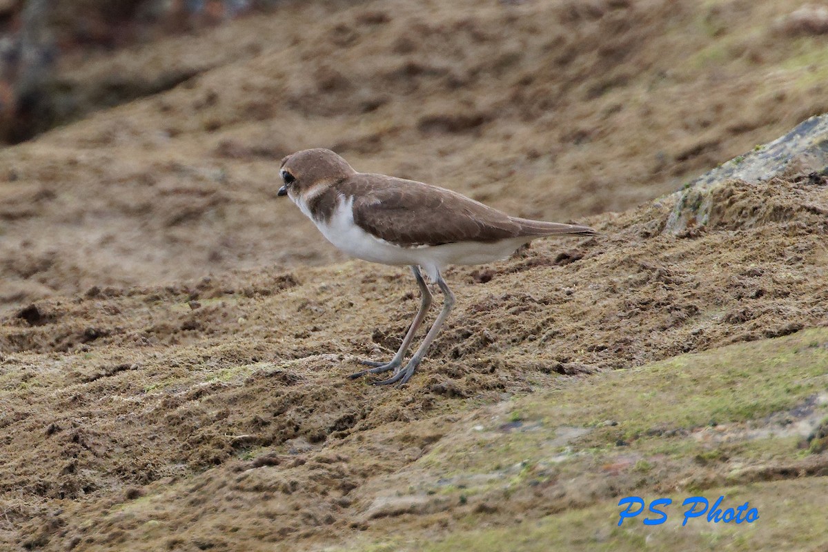 Javan Plover - Pary  Sivaraman