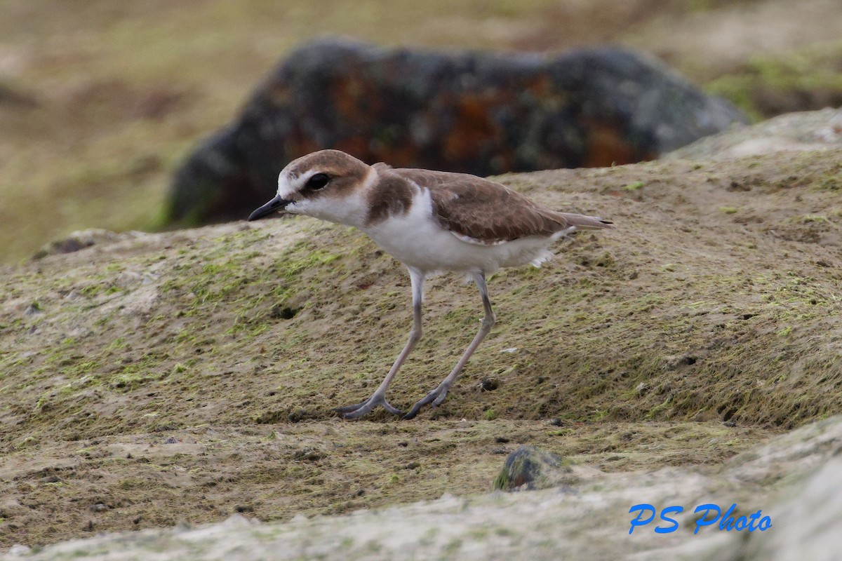 Javan Plover - Pary  Sivaraman