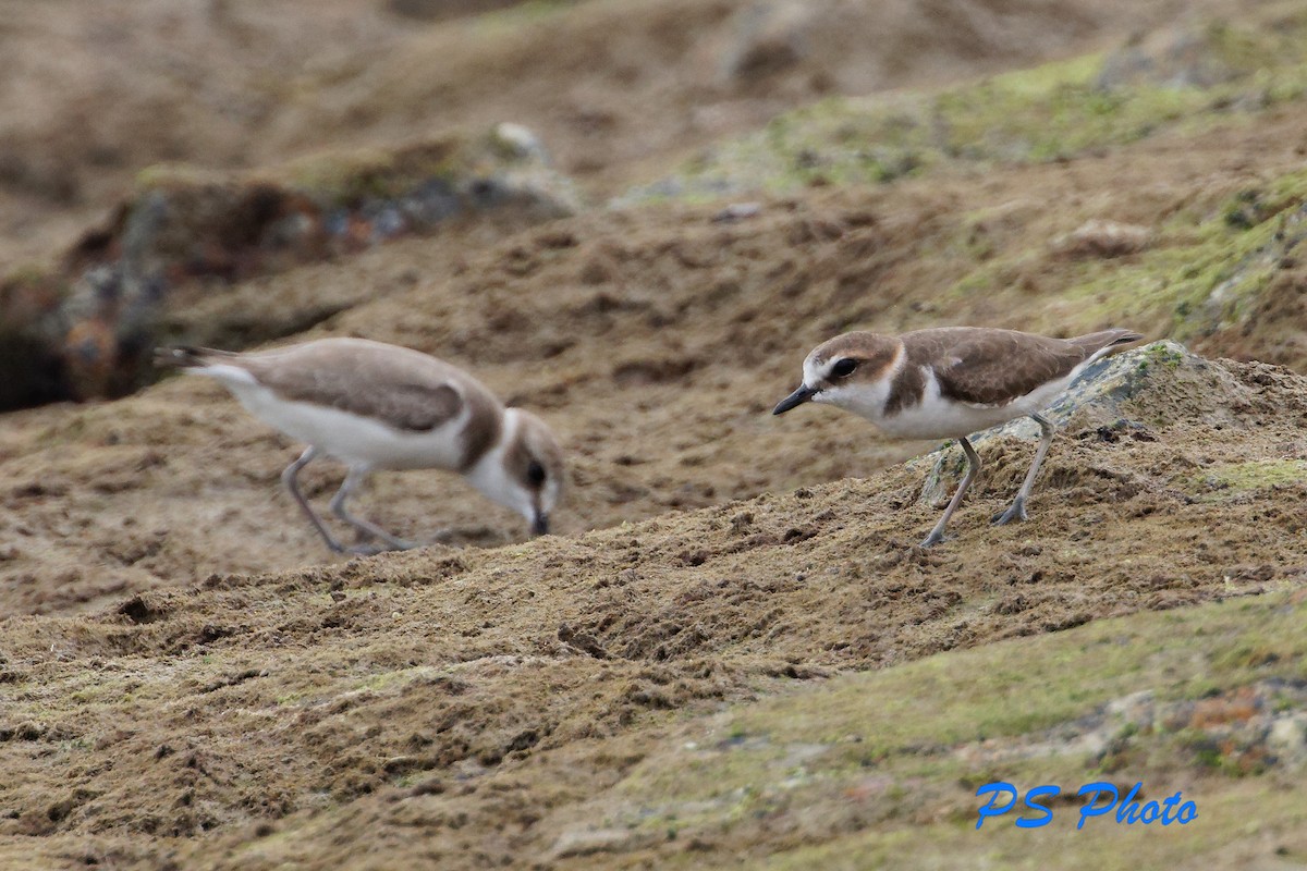 Javan Plover - Pary  Sivaraman