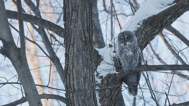 Great Gray Owl - ML407502091