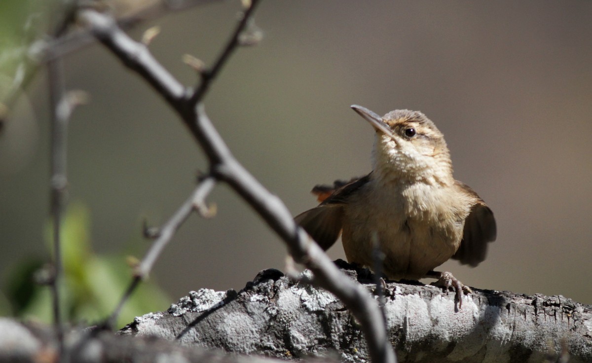 Bolivian Earthcreeper - ML40750231