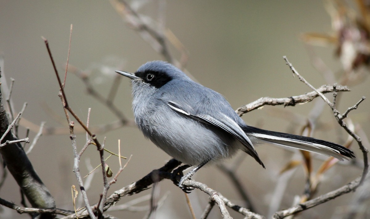 Masked Gnatcatcher - ML40750261