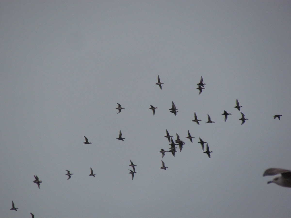 Common Scoter - Guillaume Réthoré