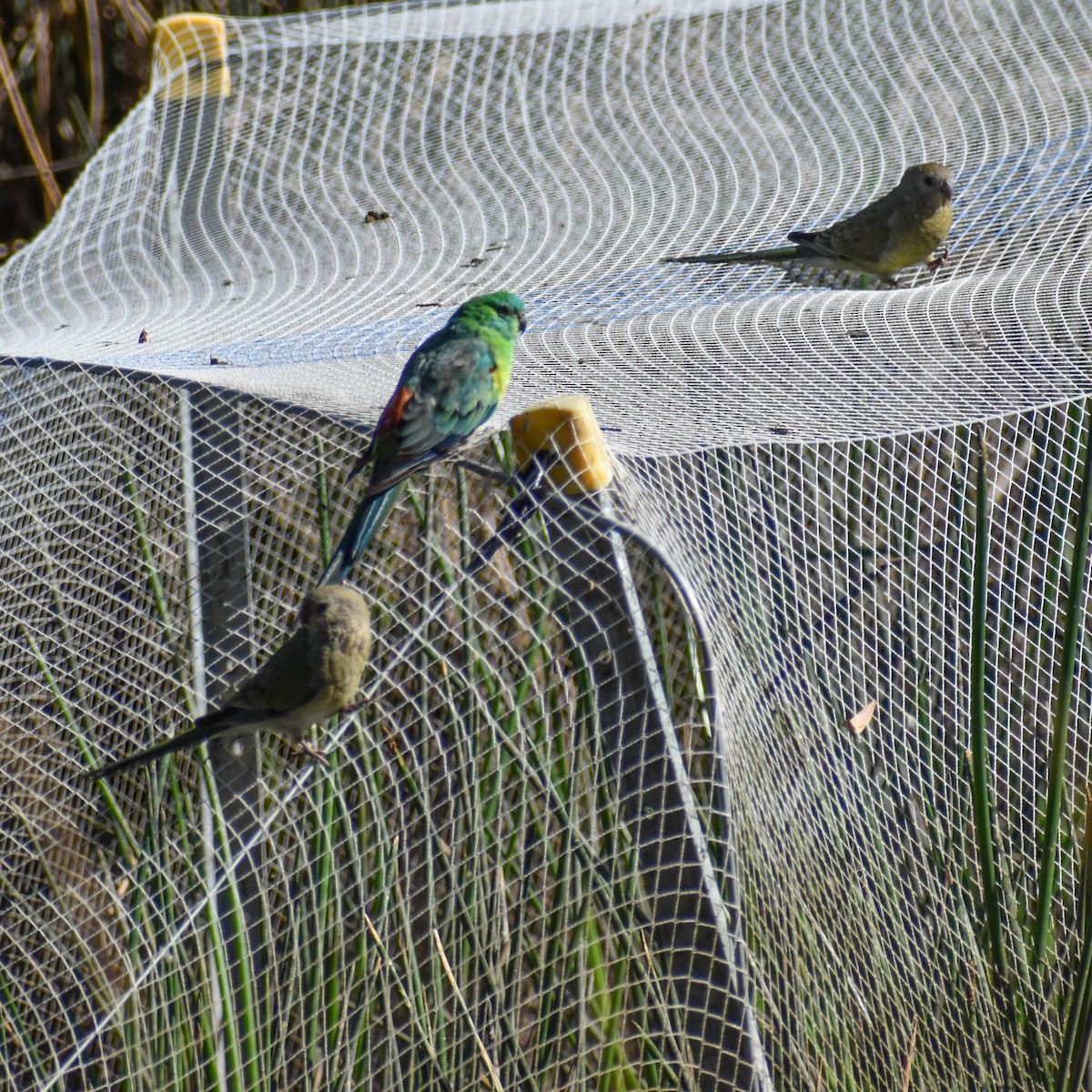 Red-rumped Parrot - ML407504271