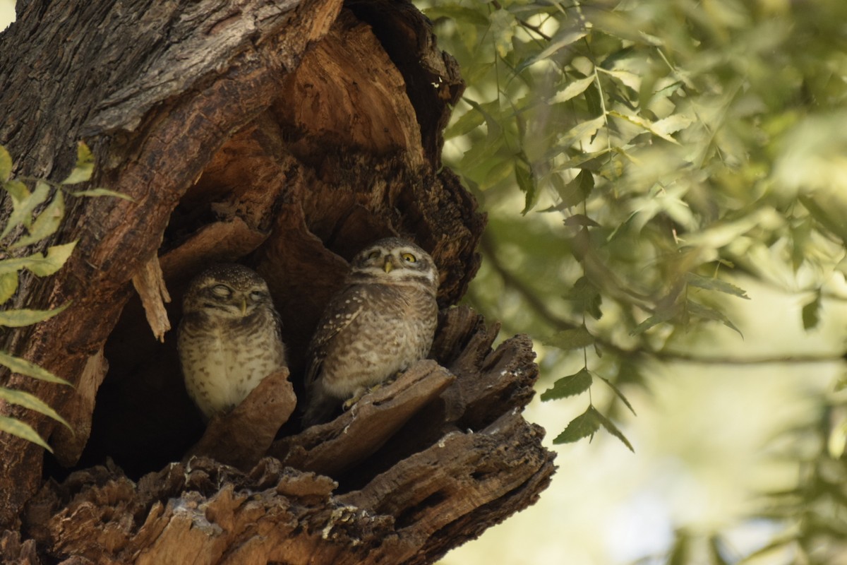 Spotted Owlet - ML407504441