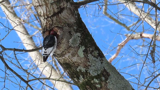 Red-headed Woodpecker - ML407505161
