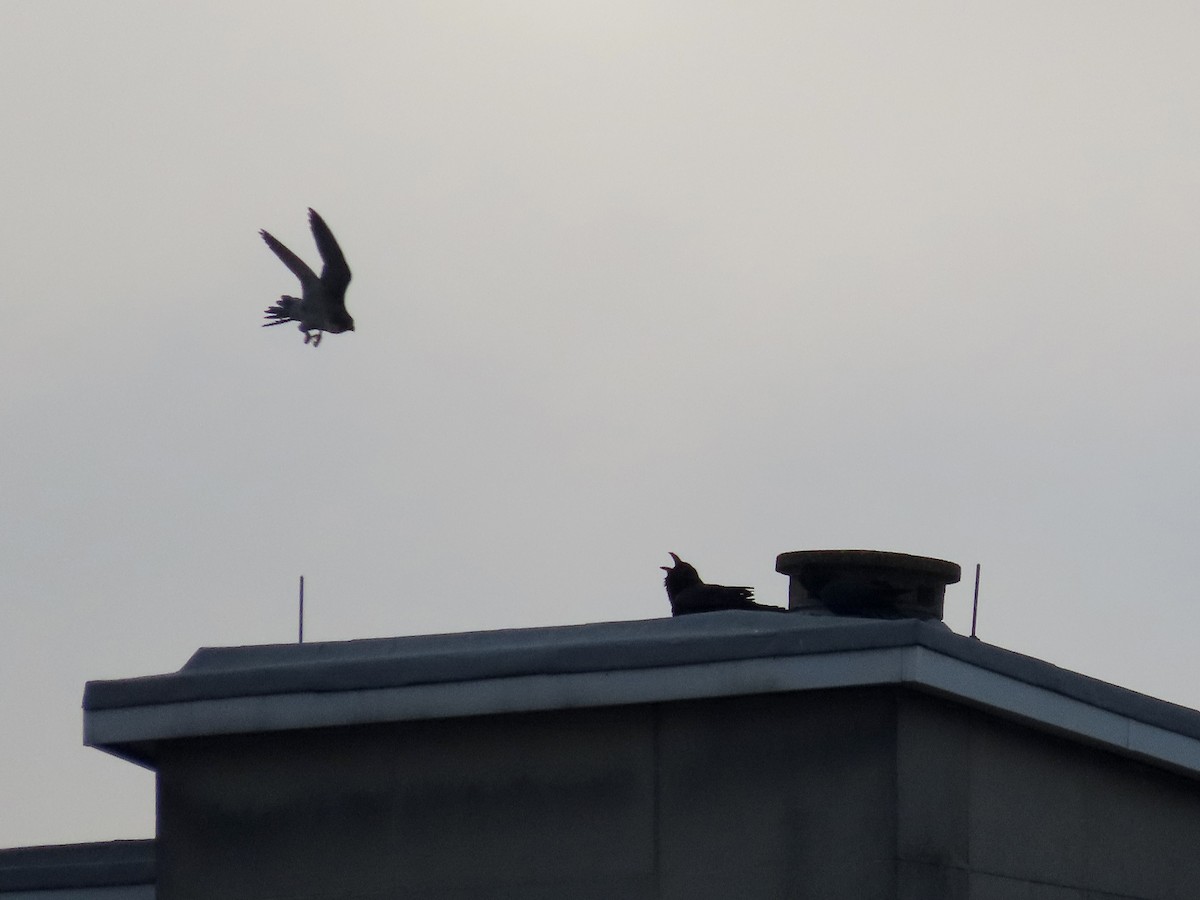 Peregrine Falcon - David Campbell