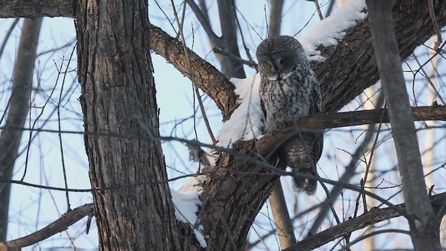 Great Gray Owl - ML407505641