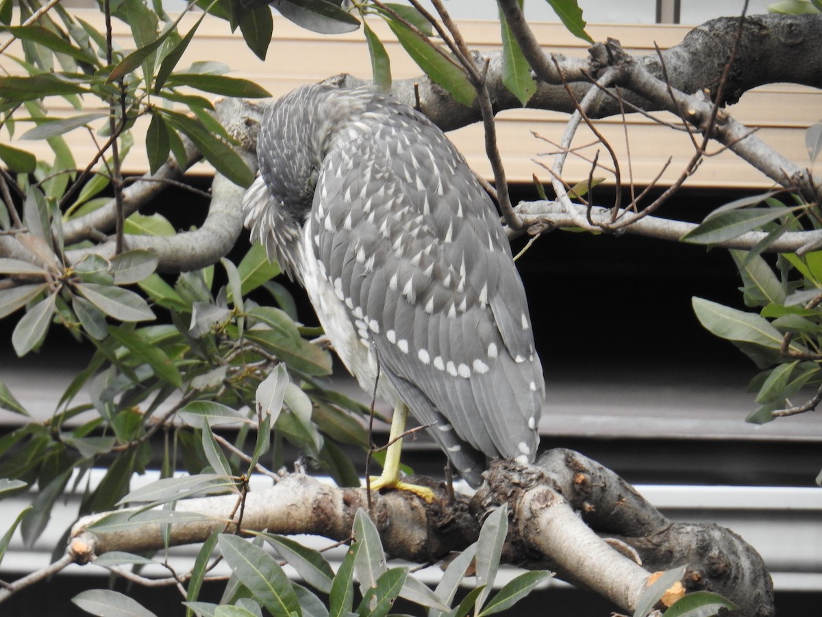 Black-crowned Night Heron - ML407506111