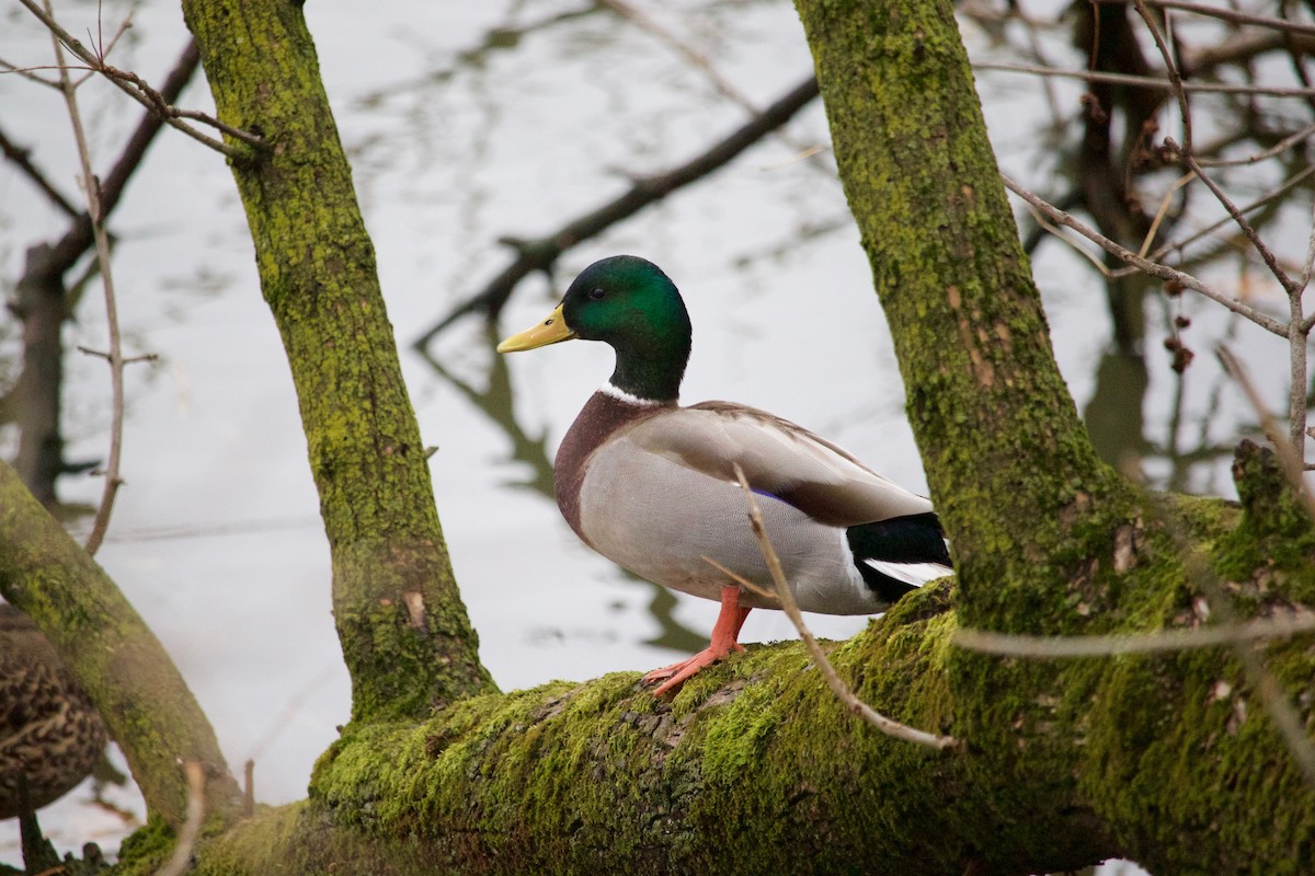 Mallard - ML407506321